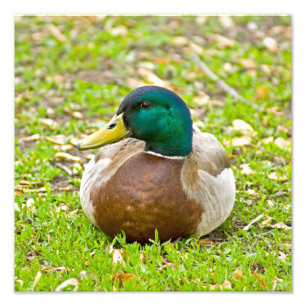 Mallard Duck Foto Afdruk