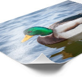 Mallard Duck Foto Afdruk (Hoek)