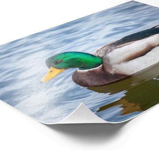Mallard Duck Foto Afdruk (Hoek)