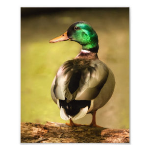 Mallard Duck Foto Afdruk