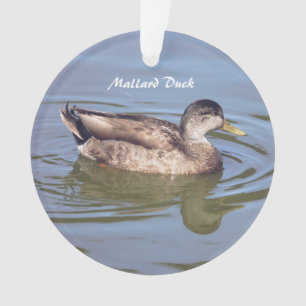 Mallard Duck Foto Ornament