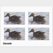 Mallard Duck Foto Stickers (Vel)