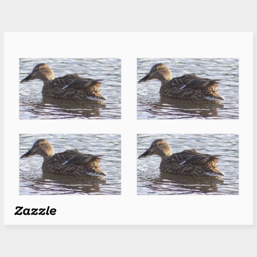 Mallard Duck Foto Stickers (Vel)