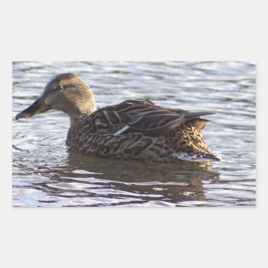 Mallard Duck Foto Stickers (Voorkant)