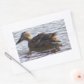 Mallard Duck Foto Stickers (Envelop)