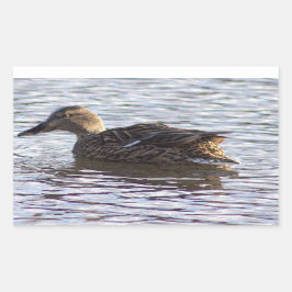 Mallard Duck Foto Stickers