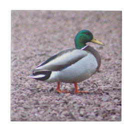 Mallard Duck Foto Tegel Tegeltje