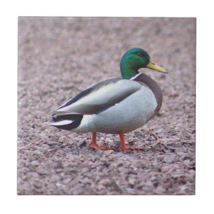 Mallard Duck Foto Tegel Tegeltje