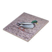 Mallard Duck Foto Tegel Tegeltje (Zijkant)