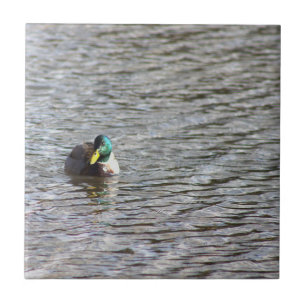 Mallard Duck Foto Tegel Tegeltje