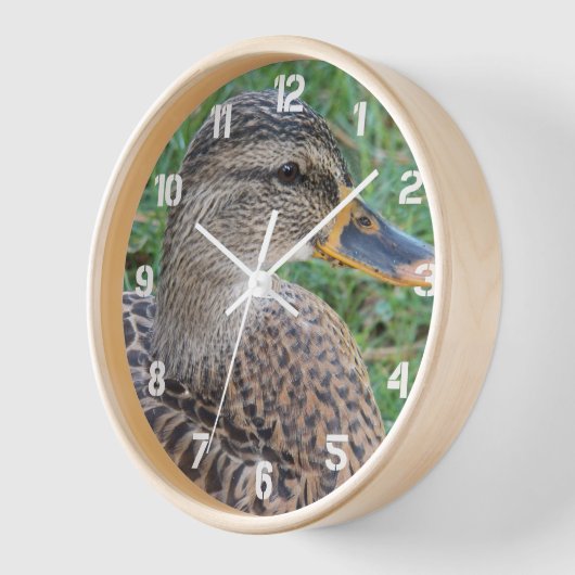 Mallard Duck Hen Foto (Hoek)