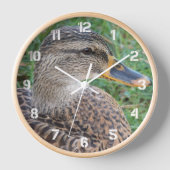 Mallard Duck Hen Foto (Voorkant)