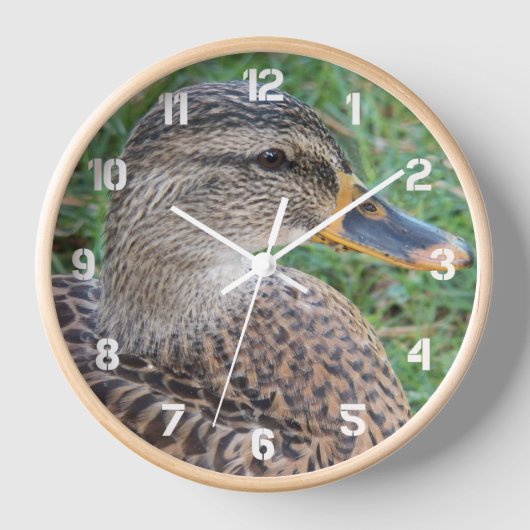 Mallard Duck Hen Foto (Voorkant)