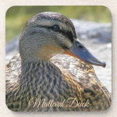 Mallard Duck Hen Natuur Foto Bier Onderzetter (Voorkant)