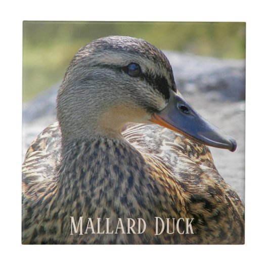 Mallard Duck Hen Photo Ceramic Tile Tegeltje (Voorkant)