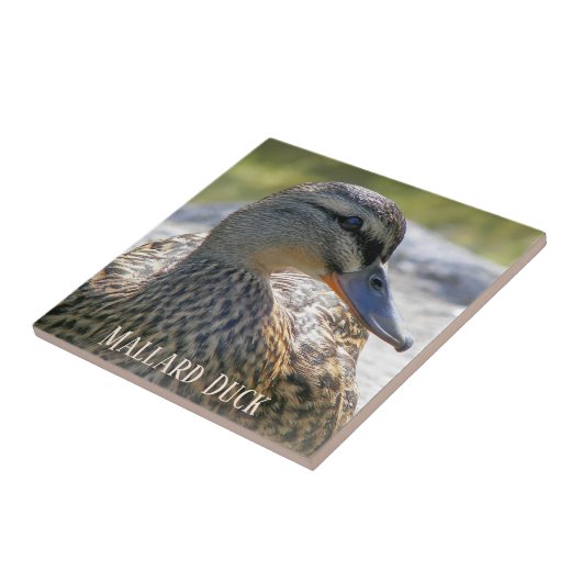 Mallard Duck Hen Photo Ceramic Tile Tegeltje (Zijkant)