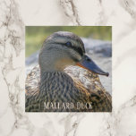 Mallard Duck Hen Photo Ceramic Tile Tegeltje<br><div class="desc">Natuur vormde keramische tegels met het afbeelding van een wilde eend van een Mallard. Selecteer de tegelgrootte. Maakt een geweldige keukentochtje!</div>