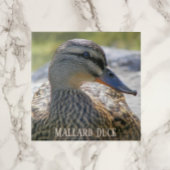 Mallard Duck Hen Photo Ceramic Tile Tegeltje