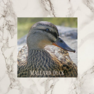 Mallard Duck Hen Photo Ceramic Tile Tegeltje