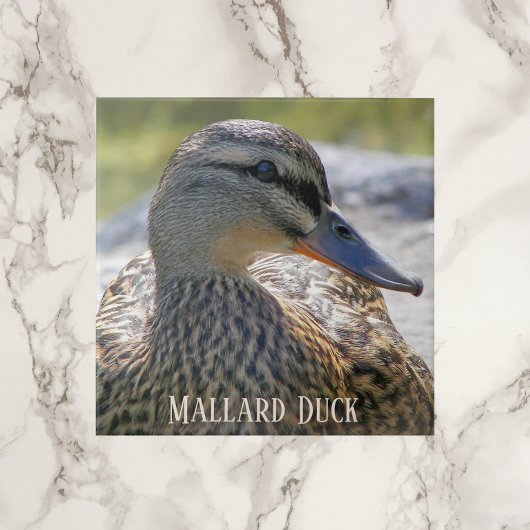 Mallard Duck Hen Photo Ceramic Tile Tegeltje