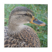 Mallard Duck Hen Wildlife Foto Tegeltje (Voorkant)