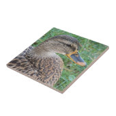 Mallard Duck Hen Wildlife Foto Tegeltje (Zijkant)