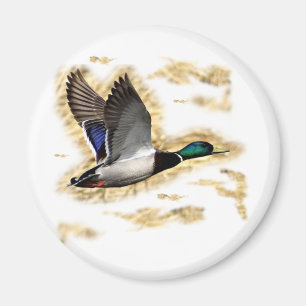 Mallard Duck Hunting Magneet