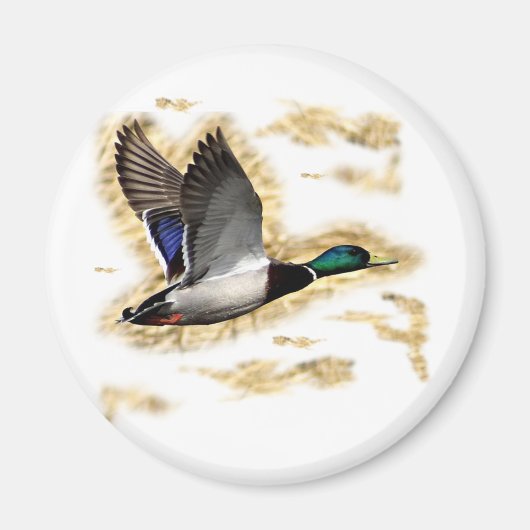 Mallard Duck Hunting Magneet (Voorkant)