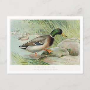 Mallard Duck Illustratie Briefkaart