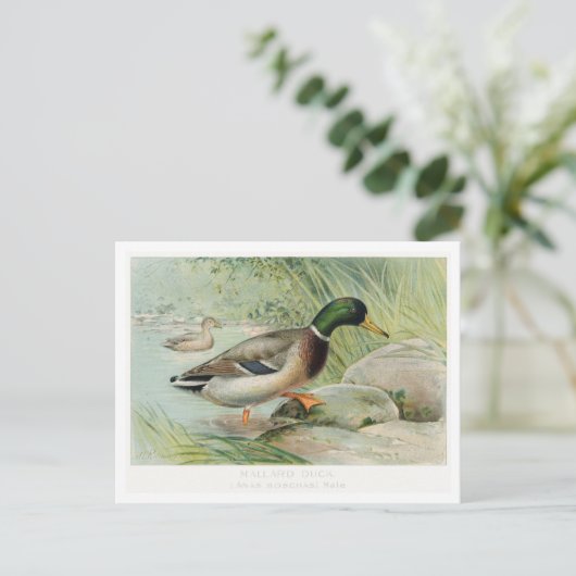 Mallard Duck  Illustratie Briefkaart (Staand voorkant)