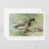 Mallard Duck  Illustratie Briefkaart (Voorkant / Achterkant)