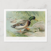 Mallard Duck  Illustratie Briefkaart (Voorkant)