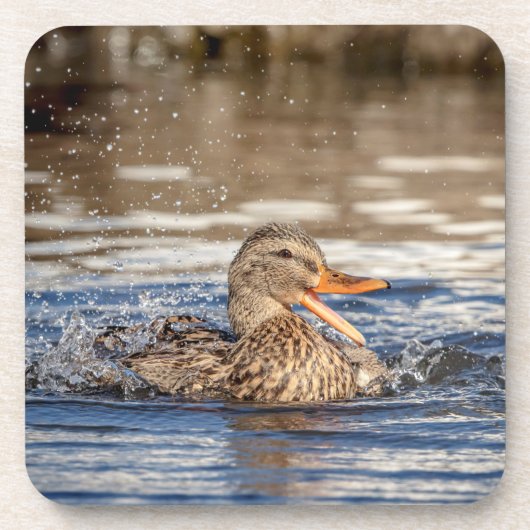 Mallard Duck in Downing Park Bier Onderzetter (Voorkant)