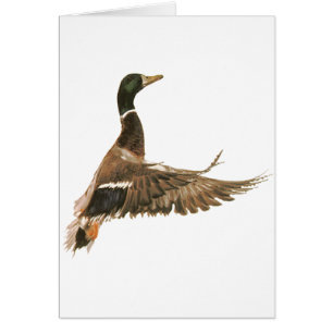 Mallard Duck in Flight