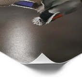 Mallard Duck in Flight - 1 Foto Afdruk (Hoek)