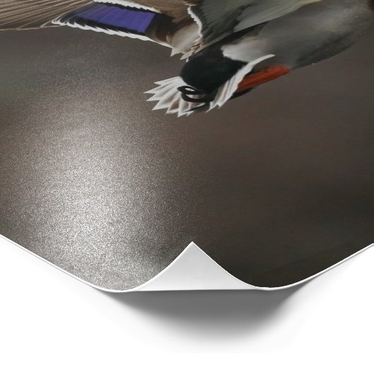 Mallard Duck in Flight - 1 Foto Afdruk (Hoek)