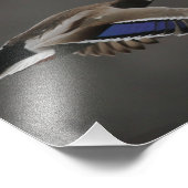 Mallard Duck in Flight - 2 Foto Afdruk (Hoek)