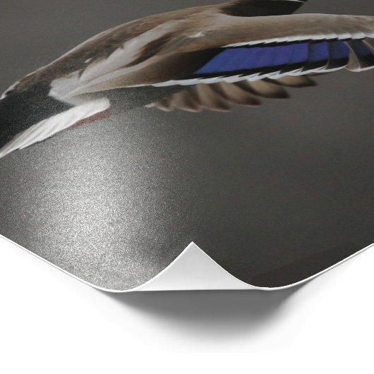 Mallard Duck in Flight - 2 Foto Afdruk (Hoek)