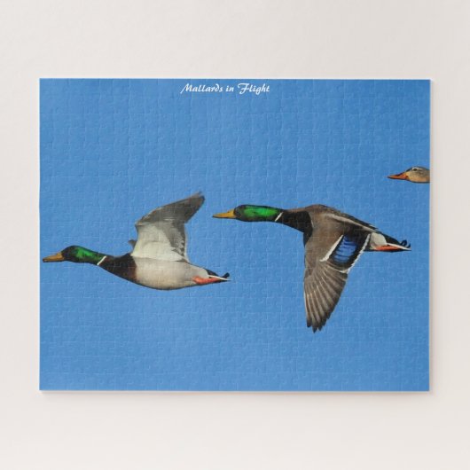 Mallard Duck in Flight Legpuzzel (Horizontaal)