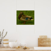 Mallard Duck in het licht van de weide Poster (Keuken)