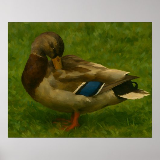 Mallard Duck in het licht van de weide Poster (Voorkant)