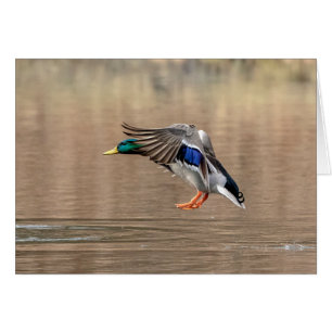 Mallard Duck in vlucht