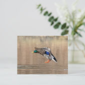 Mallard Duck in vlucht Briefkaart (Staand voorkant)