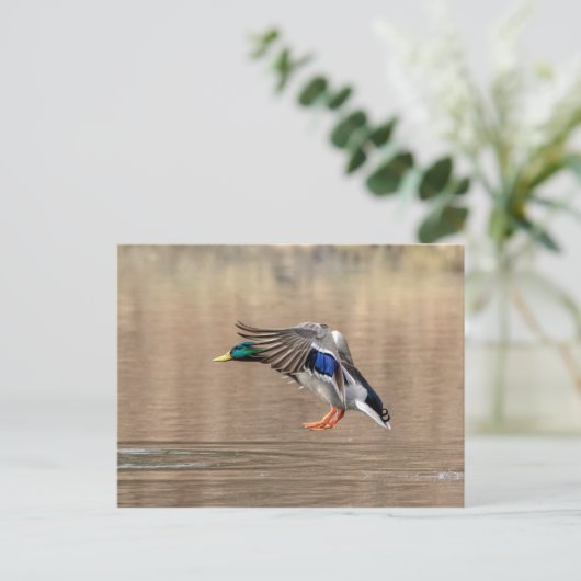 Mallard Duck in vlucht Briefkaart (Staand voorkant)
