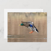 Mallard Duck in vlucht Briefkaart (Voorkant / Achterkant)