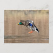 Mallard Duck in vlucht Briefkaart (Voorkant)