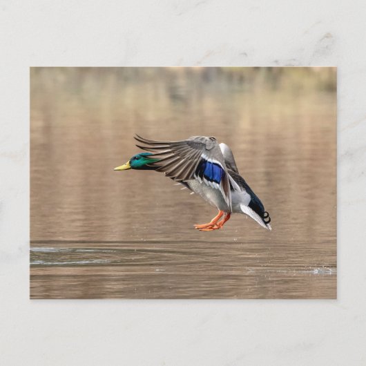 Mallard Duck in vlucht Briefkaart (Voorkant)
