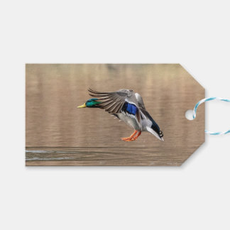 Mallard Duck in vlucht Cadeaulabel