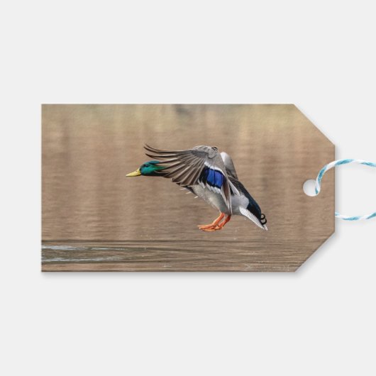 Mallard Duck in vlucht Cadeaulabel (Voorkant (Horizontaal))