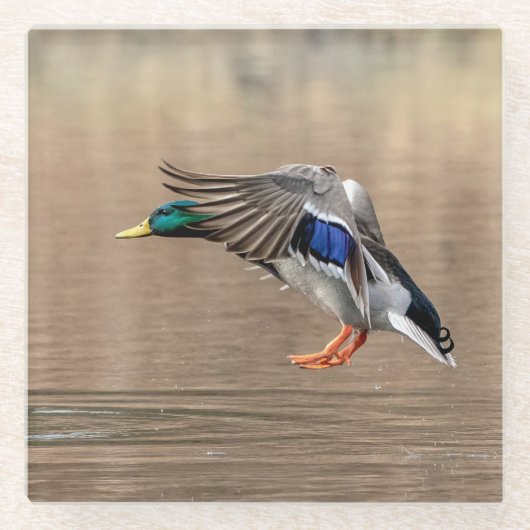 Mallard Duck in vlucht Glazen Onderzetter (Voorkant)